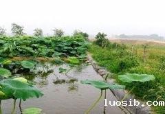 佳路通土工膜用于河北石家庄藕养殖项目